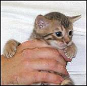 Matsui, a 4 week old spotted, rosetted blue Bengal kitten from Foothill Felines, California Bengal cat breeder!