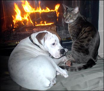Matsui, along with new puppy Midori, by the fire - photo by one of Foothill Felines wonderful extended family members the Wuillays!