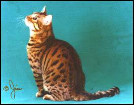 Maverick - an incredible spotted Bengal with glitter, huge black rosetted spots, and extremely muscular body type and random spotting pattern, in professional photo by Jim Brown.