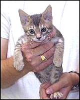 Foothill Felines Mavi, a blue spotted Bengal female at 8 weeks old!