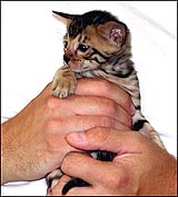 Cute spotted male Bengal kitten at 5 weeks old!