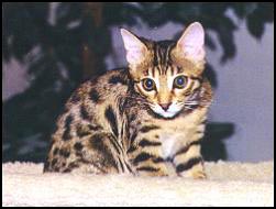 Beautiful spotted SBT Bengal kitten Megan at 15 weeks old!