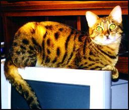 photo of Foothill Felines Merlot, a highly glittered Bengal