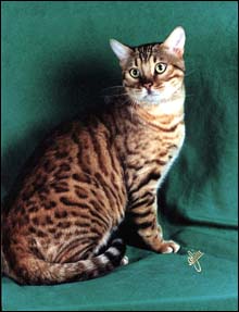 Simbaspride 'Major' Mews of Foothill Felines, at 12 months old, a gorgeous Bengal male stud for breeding.