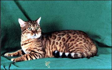 Simbaspride 'Major' Mews of Foothill Felines, at 12 months old, with wonderful temperament and beautiful physical traits from his Asian leopard cat and Bristol cat ancestors.