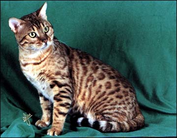 Simbaspride 'Major' Mews of Foothill Felines, an SBT breeding Bengal male with an outstanding pedigree.