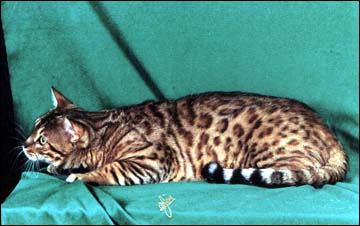 Simbaspride 'Major' Mews of Foothill Felines, at 12 months old, with huge rosettes, red gold coat, partially whited tummy, great bone and muscle and wonderful temperament PLUS the beautiful physical traits from his Asian leopard cat and Bristol cat ancestors.