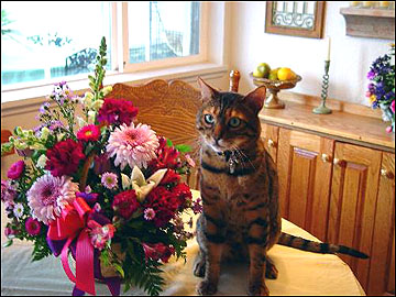 Gogees Michabo of Foothill Felines as a retired adult breeder, with his new friends in Eureka CA!