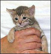 Mikuni at 4 weeks old, gorgeous blue spotted Bengal kitten!