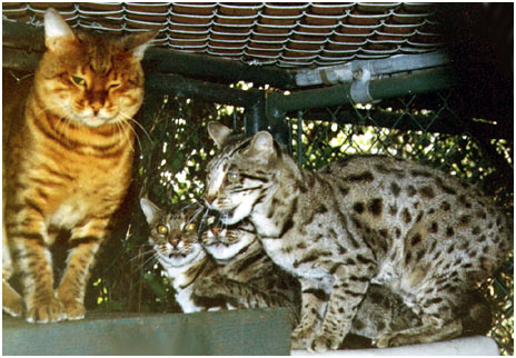 Early Bengal foundation cats including Tory of Delhi, Millwood Praline, Millwood Pennybank, and Millwood Rorshack pictures
