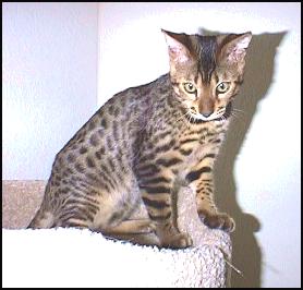 Milton II, a very typey, pelted and glittered show quality SBT leopard spotted Bengal, F-7 generation, here at 5 months old!