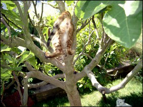 Whited Tummy and Pelt - Spotted Bengal Female Kitten #1 at 12 weeks old!