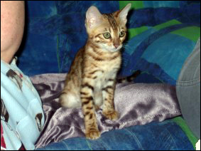 Whited Tummy and Pelt - Spotted Bengal Female Kitten #1 at 12 weeks old!