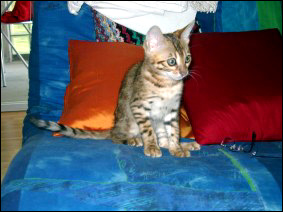 Rosettes and Glitter - Spotted Bengal Female Kitten #1 at 12 weeks old!