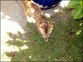 Rosettes and Glitter - Spotted Bengal Female Kitten #1 at 12 weeks old!