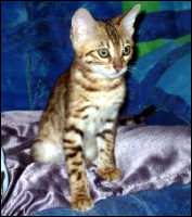 Foothill Felines Miss California, now in Switzerland, a gorgeous, rosetted Bengal female with whited tummy at 12 weeks old!