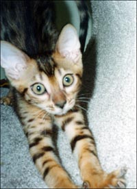 Foothill Felines Mitsouko, a gorgeous leopard spotted SBT Bengal female of very high quality!