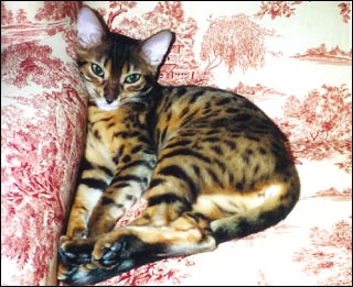 Foothill Felines Mitsouko, a glittered, rosetted leopard spotted Bengal female of very high quality on the forbidden toile chair!