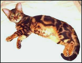 Gorgeous tri-colored marble Bengal Mobi at 4 months old!