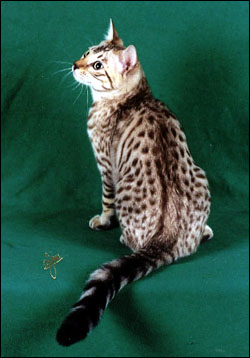 Mochamelo is a green eyed chocolate spotted seal mink snow Bengal with lots of pelt and glitter!!