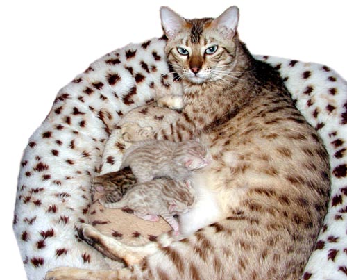 Beautiful seal mink spotted rosetted snow Bengal queen Foothill Felines Mochamelo with aqua eyes