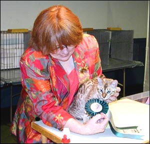 Foothill Felines Mochamelo, seal mink spotted Bengal female kitten, wins her first final and ribbon at TICA cat show in Reno, NV!