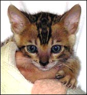 Brown rosetted Bengal male with tons of color, gold glitter, and beautiful rosetted type, seen here at 6 weeks old!