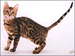 Mulan, an exceptionally sweet tempered leopard spotted Bengal male, at 13 weeks old!