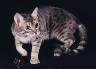 Foothill Felines Moodie Blue, a dilute colored Bengal female. Blue is the 
dilute of black, usually with a peachy undercoat.