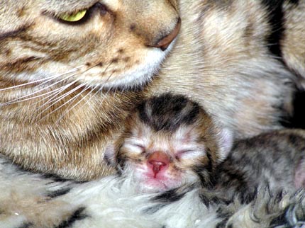 Manzanita is the epitome of feminine, loving, athletic, muscular Bengal females - here she is with her newborn baby Teacup!!