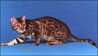 Mulan, an exceptionally sweet tempered leopard spotted Bengal male, at 8 months old!