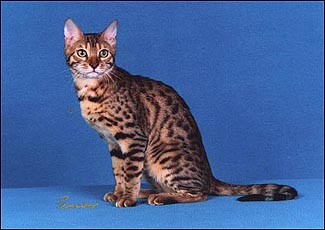 Mulan, an exceptionally sweet tempered leopard spotted Bengal male, at 8 months old!