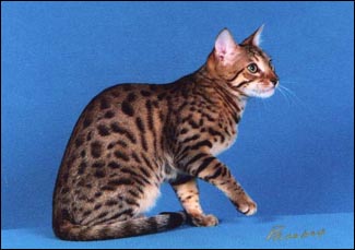 Mulan, an exceptionally sweet tempered leopard spotted Bengal male, at 8 months old!