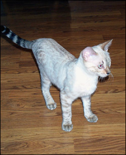 Foothill Felines Mya, a gorgeous, snow leopard spotted Bengal female!