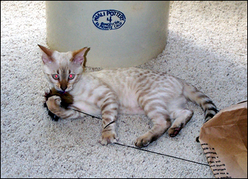 Foothill Felines Mya, a gorgeous, snow leopard spotted Bengal female!