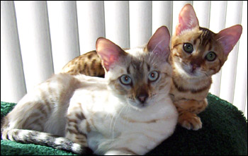 Foothill Felines Mya, a gorgeous, snow leopard spotted Bengal female!