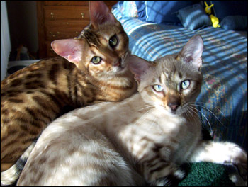 Foothill Felines Mikki, a gorgeous, brown leopard spotted Bengal female!