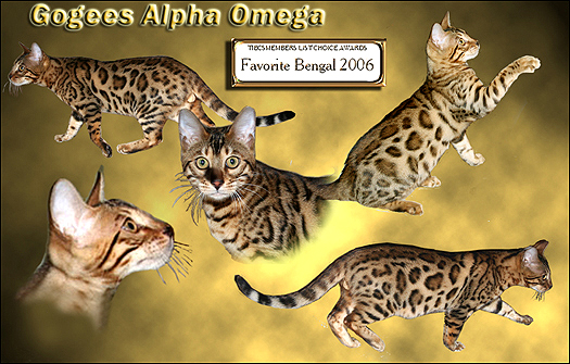 Gogees Alpha Omega of Foothill Felines, a gorgeous Bengal male stud for breeding.
