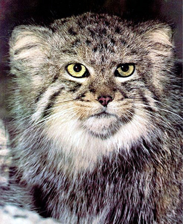 The Pallas cat lives in eastern Asia