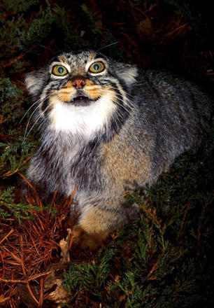The Pallas Cat comes in many color variations