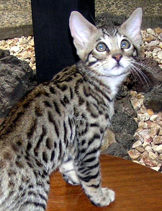 Our F5 Savannah male Sir Patrick McSpots of Foothill Felines