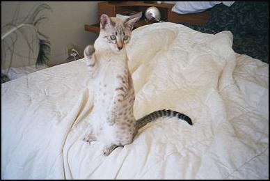 Pearl, a gorgeous, show quality leopard spotted snow Bengal female!