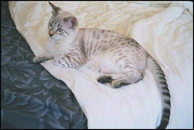 Pearl, a very typey, pelted  show quality SBT leopard spotted blue eyed seal lynx point snow Bengal, F-7 generation!