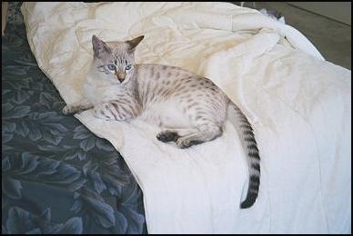 Pearl, a very typey, pelted  show quality SBT leopard spotted blue eyed seal lynx point snow Bengal, F-7 generation!