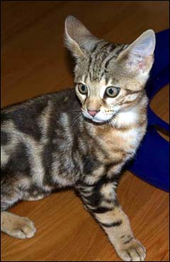 Foothill Felines Pipsqueak, a gorgeous clouded Savannah male kitten, at home in San Francisco, CA!