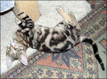 Foothill Felines Pipsqueak, a gorgeous clouded Savannah male kitten at 3 months old - very long legged with wonderful tall ears and serval type!