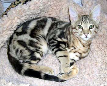 Foothill Felines Pipsqueak, a gorgeous clouded Savannah male kitten at 3 months old - very long legged with wonderful tall ears and serval type!