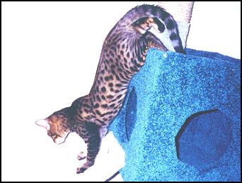 Popeye, gorgeous leopard spotted Bengal, climbing down from his cat tree after a nap!