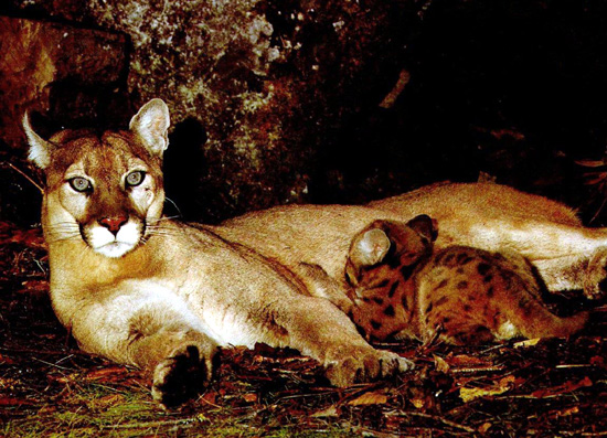 Puma mother and cub in beautiful portrait at HDW's Big Cats!