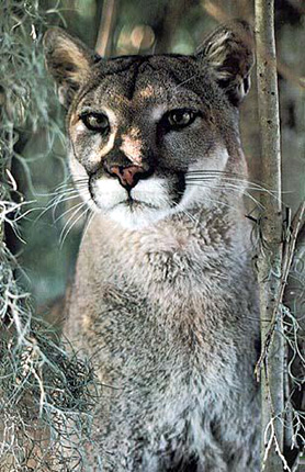 Puma, cougar, mountain lion, panther in beautiful portrait at HDW's Big Cats!